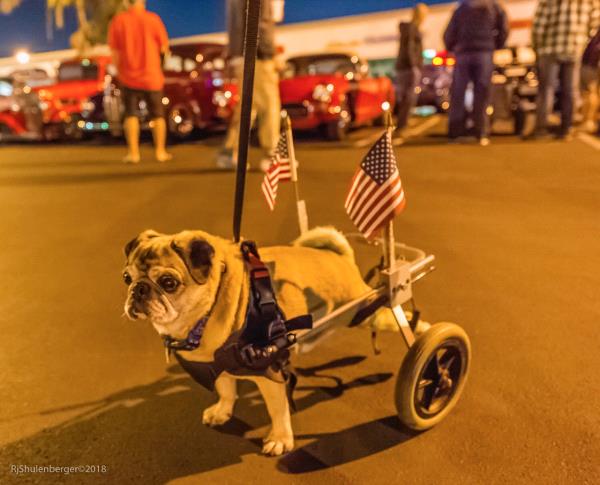 /images/uploads/pug nation rescue of los angeles/pugnation2020/entries/11362thumb.jpg